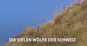 Wölfe in der Schweiz – Bild: SRF