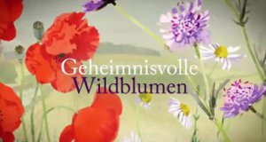 Geheimnisvolle Wildblumen – Bild: arte/Les Films d'Ici Geheimnisvolle Wildblumen – Bild: arte/Les Films d'Ici