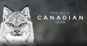 Ein Jahr in Kanadas Wildnis