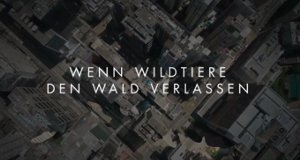 Wenn Wildtiere den Wald verlassen – Bild: arte/Bonne Ploche Télévision/Nova Media