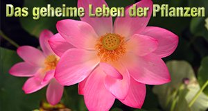 Das geheime Leben der Pflanzen – Bild: EBS Das geheime Leben der Pflanzen – Bild: EBS