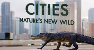 Tierisch Urban – Bild: BBC Tierisch Urban – Bild: BBC