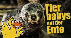 Tierbabys mit der Ente – Bild: WDR/BBC/Shutterstock/Shaun Jeffers Tierbabys mit der Ente – Bild: WDR/BBC/Shutterstock/Shaun Jeffers