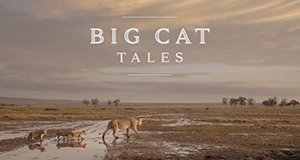 Big Cat Tales – Afrikas Raubkatzen