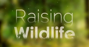 Raising Wildlife: Aufzucht in der Wildnis – Bild: Autentic Distribution/Screenshot