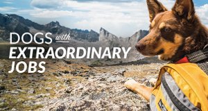 Hunde auf Mission – Bild: Channel 5 Hunde auf Mission – Bild: Channel 5