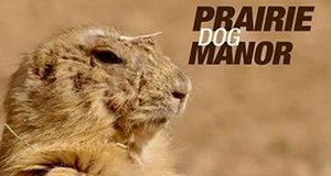 Im Reich der Präriehunde – Bild: National Geographic WILD Im Reich der Präriehunde – Bild: National Geographic WILD