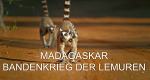Madagaskar – Bandenkrieg der Lemuren