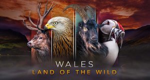 Wales – Der Wilde Westen Großbritanniens