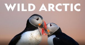 Wilde Arktis – Bild: National Geographic Wilde Arktis – Bild: National Geographic