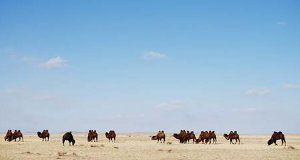 Wilde Mongolei – Bild: National Geographic Wilde Mongolei – Bild: National Geographic
