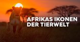 Afrikas Ikonen der Tierwelt – Bild: ZDF/Definition Studios Afrikas Ikonen der Tierwelt – Bild: ZDF/Definition Studios
