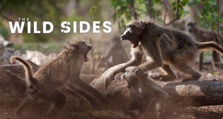 Afrikas wilde Seiten – Bild: BBC America / Red Rock Films / Terra Mater Factual Studios Afrikas wilde Seiten – Bild: BBC America / Red Rock Films / Terra Mater Factual Studios