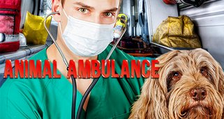 Animal Ambulance – Haustiere in Not