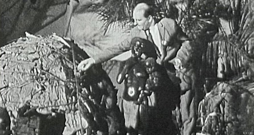 Aus dem Bremer Überseemuseum – Bild: Radio Bremen