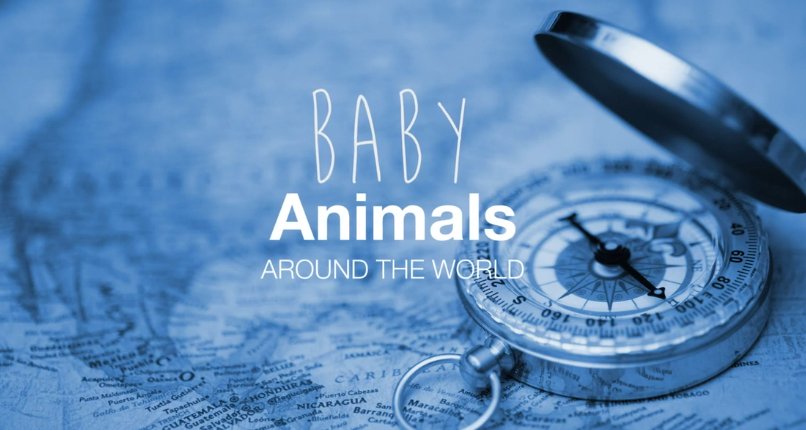 Baby-Tiere – Bild: Wildbear Entertainment Baby-Tiere – Bild: Wildbear Entertainment