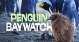 Badestrand der Pinguine – Bild: Saint Thomas Productions / Terra Mater Factual Studios