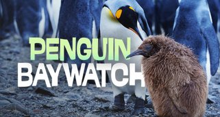 Badestrand der Pinguine
