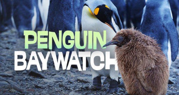Badestrand der Pinguine – Bild: Saint Thomas Productions / Terra Mater Factual Studios