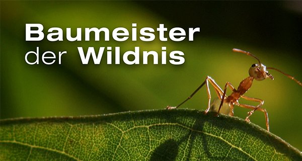 Baumeister der Wildnis – Bild: Content Mint Pty Ltd Baumeister der Wildnis – Bild: Content Mint Pty Ltd
