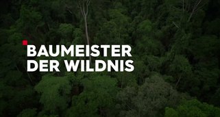 Baumeister der Wildnis