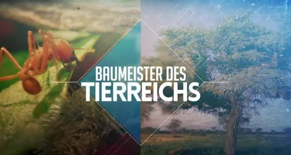 Baumeister des Tierreichs – Bild: arte/Docland Yard/Biglo Productions Baumeister des Tierreichs – Bild: arte/Docland Yard/Biglo Productions