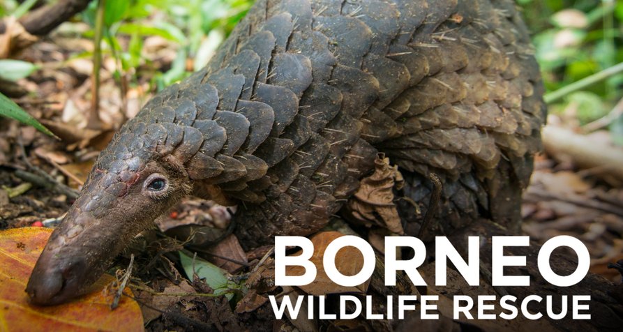 Borneo Wildlife Rescue – Bild: Smithsonian Channel/Scubazoo