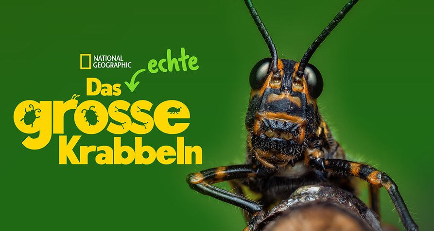 Das echte große Krabbeln – Bild: Disney Das echte große Krabbeln – Bild: Disney