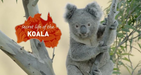 Das geheime Leben der Koalas – Bild: Blue Ant International/Blink Films/Love Nature/Screenshot