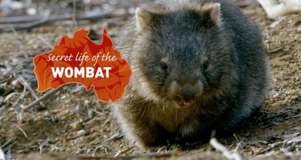 Das geheime Leben der Wombats – Bild: Blue Ant International/Blink Films/Love Nature/Screenshot Das geheime Leben der Wombats – Bild: Blue Ant International/Blink Films/Love Nature/Screenshot