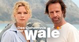 Das Geheimnis der Wale – Bild: ZDF Das Geheimnis der Wale – Bild: ZDF