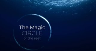 Das Korallendreieck – Ein magischer Kreislauf Das Korallendreieck – Ein magischer Kreislauf