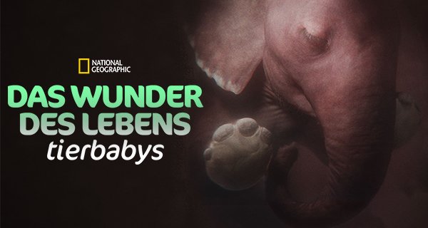 Das Wunder des Lebens: Tierbabys – Bild: National Geographic Das Wunder des Lebens: Tierbabys – Bild: National Geographic