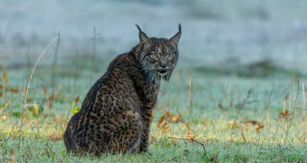 Dehesa: Spaniens Serengeti – Bild: ServusTV Dehesa: Spaniens Serengeti – Bild: ServusTV