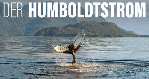 Der Humboldtstrom – Bild: arte/Prospect TV/VisionHawk Films