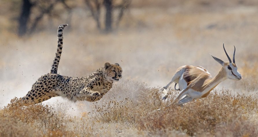 Der Kill-Faktor – Die tödlichsten Tiere der Welt – Bild: RTL / © 2023 WildBear Entertainment Pty Ltd
