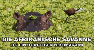 Die afrikanische Savanne – Ein einzigartiger Lebensraum