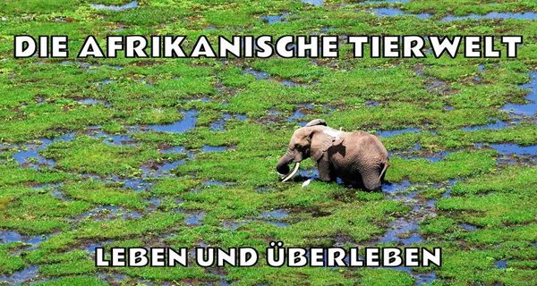 Die afrikanische Tierwelt – Bild: Sky Die afrikanische Tierwelt – Bild: Sky