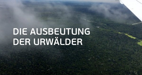 Die Ausbeutung der Urwälder – Bild: SWR