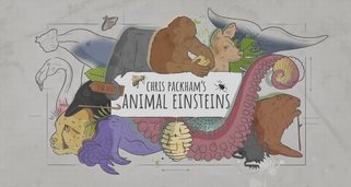 Die Einsteins der Tierwelt