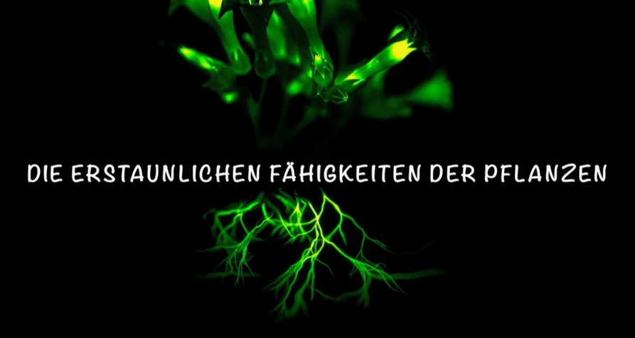 Die erstaunlichen Fähigkeiten der Pflanzen – Bild: arte