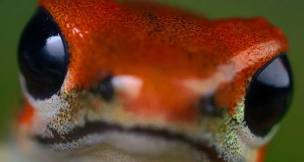 Die gefährlichsten Raubtiere der Welt: Giftwaffen – Bild: National Geographic Wild Die gefährlichsten Raubtiere der Welt: Giftwaffen – Bild: National Geographic Wild