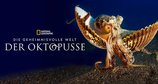 Die geheimnisvolle Welt der Oktopusse – Bild: National Geographic