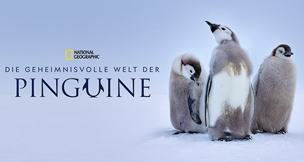 Die geheimnisvolle Welt der Pinguine – Bild: National Geographic