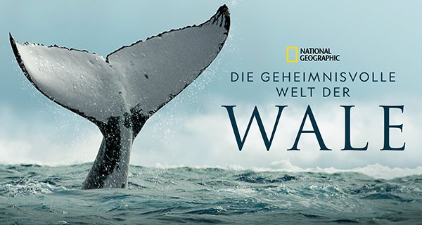 Die geheimnisvolle Welt der Wale – Bild: National Geographic