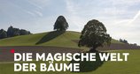 Die magische Welt der Bäume – Bild: ZDF/SRF/Mediafisch