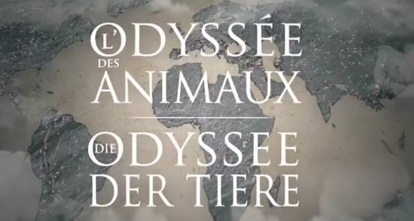 Die Odyssee der Tiere – Bild: arte/Drôle de Trame/Les Gens Biens Productions Die Odyssee der Tiere – Bild: arte/Drôle de Trame/Les Gens Biens Productions