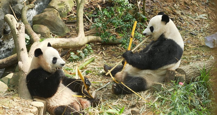 Die Panda-Diplomatie – Bild: arte.tv Die Panda-Diplomatie – Bild: arte.tv