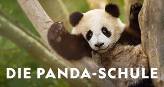 Die Panda-Schule
