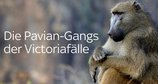 Die Pavian-Gangs der Victoriafälle – Bild: Sky UK Limited 2021